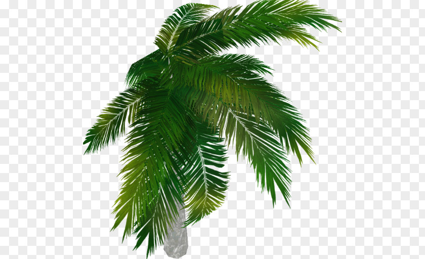 Tree Asian Palmyra Palm Arecaceae Evergreen Date PNG