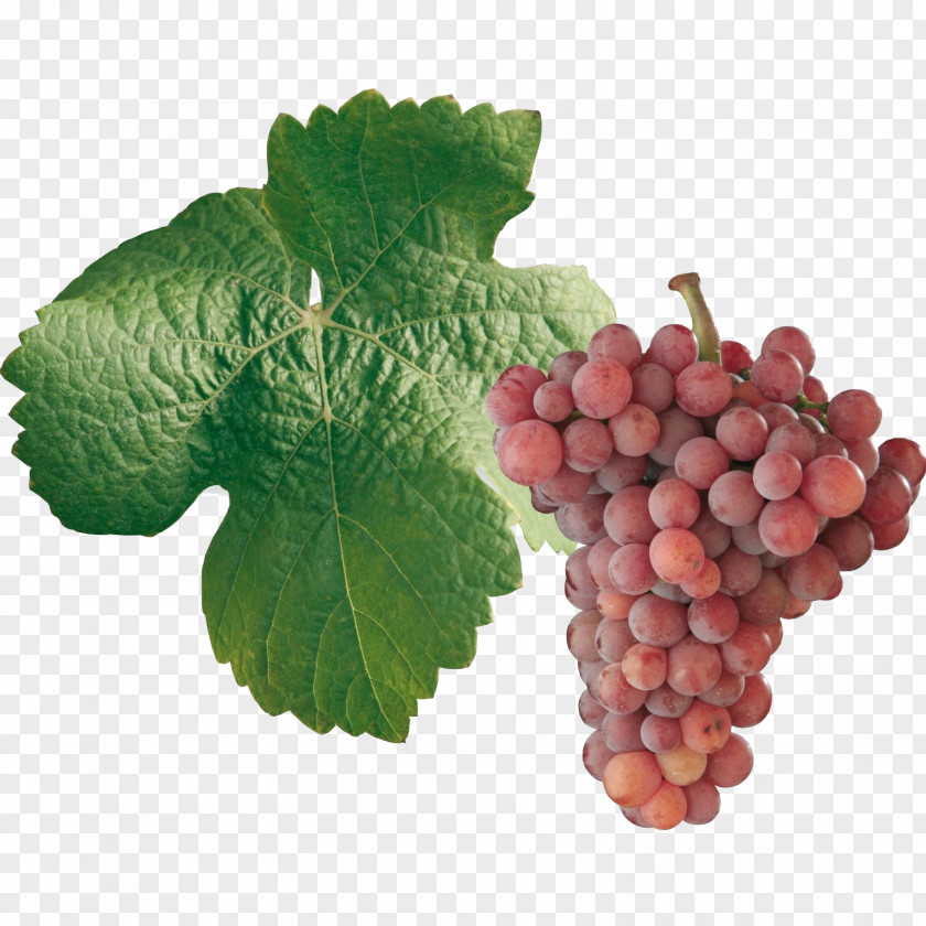 Wine Sultana Gewürztraminer Savagnin Pinot Noir PNG