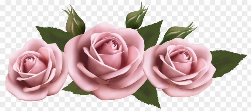 Women Day Pink Poster Garden Roses Flower Clip Art PNG