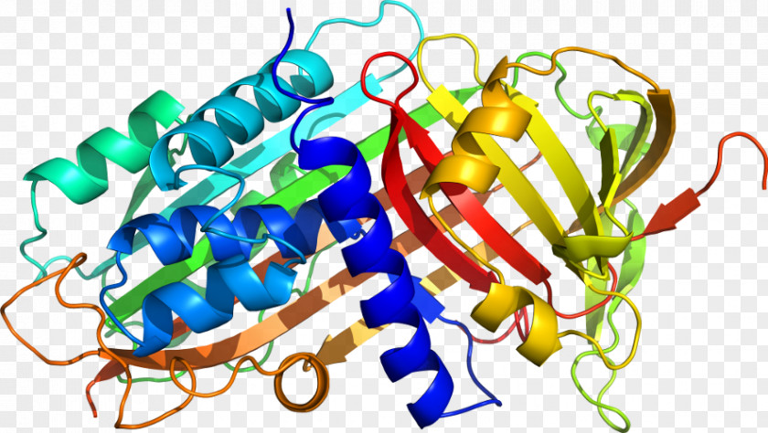 Alpha-1-proteinase Inhibitor Alpha 1-antitrypsin Deficiency Neutrophil Elastase Emphysema PNG