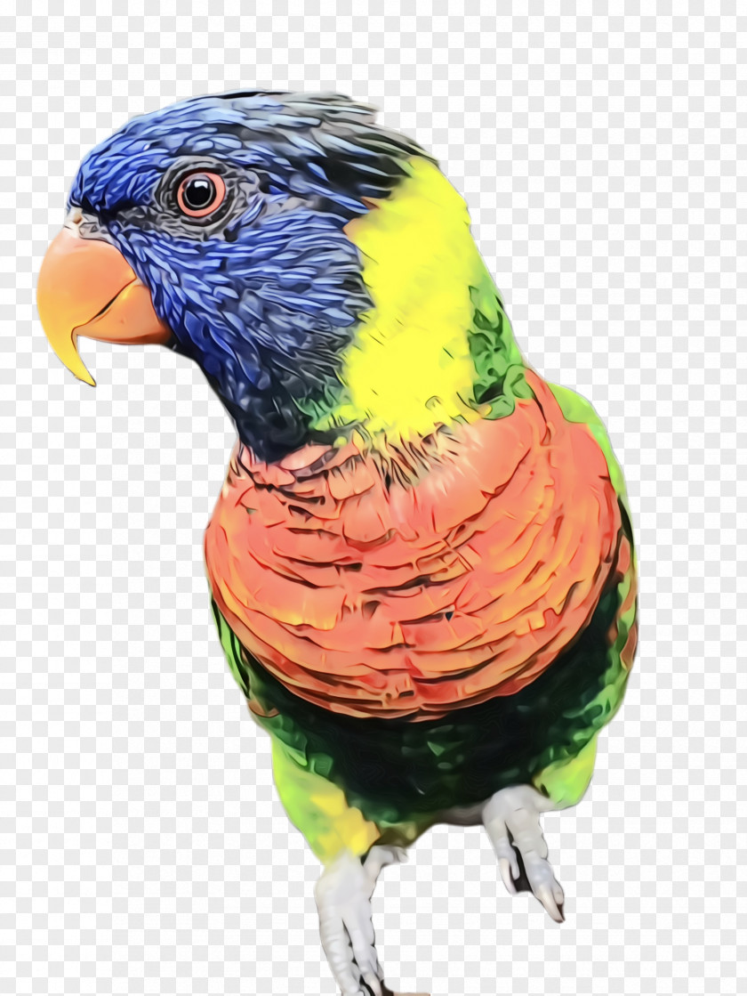 Budgie Lorikeet Colorful Background PNG