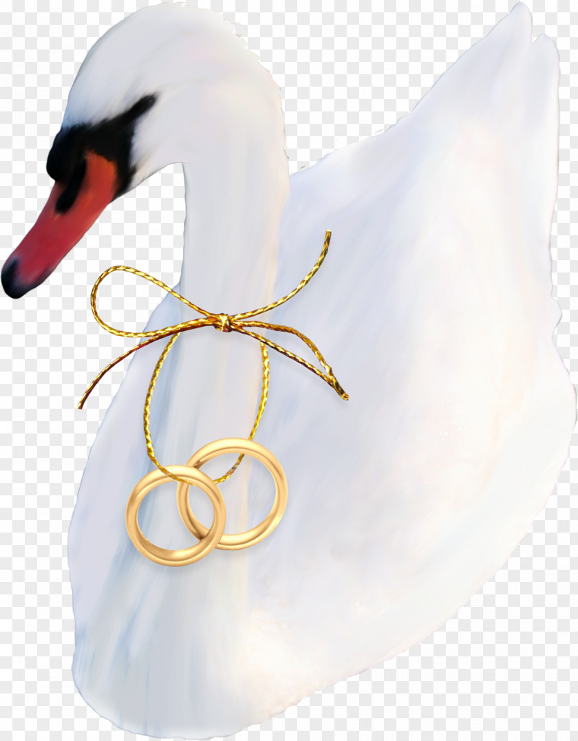 Duck Cygnini Beak Feather Neck PNG