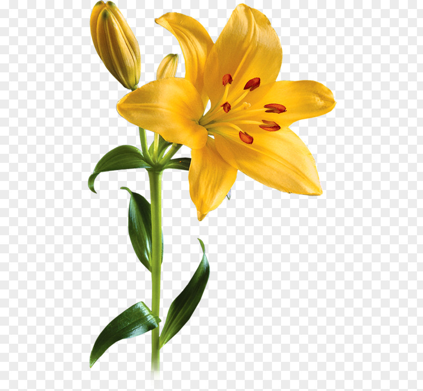 Lily Picture Lilium Flower Clip Art PNG