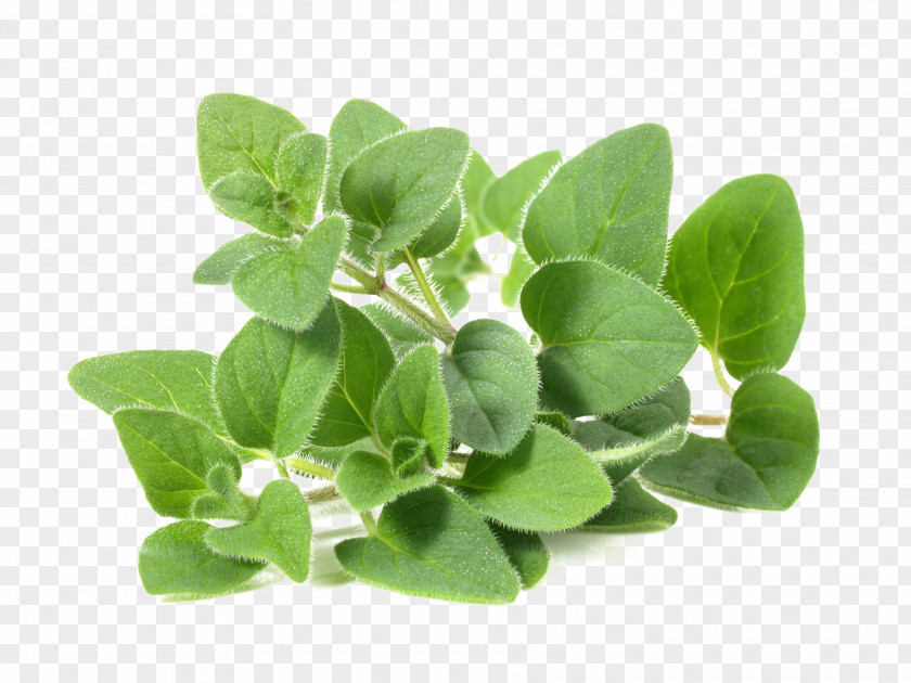 Oregano Marjoram Tea Carvacrol Food PNG