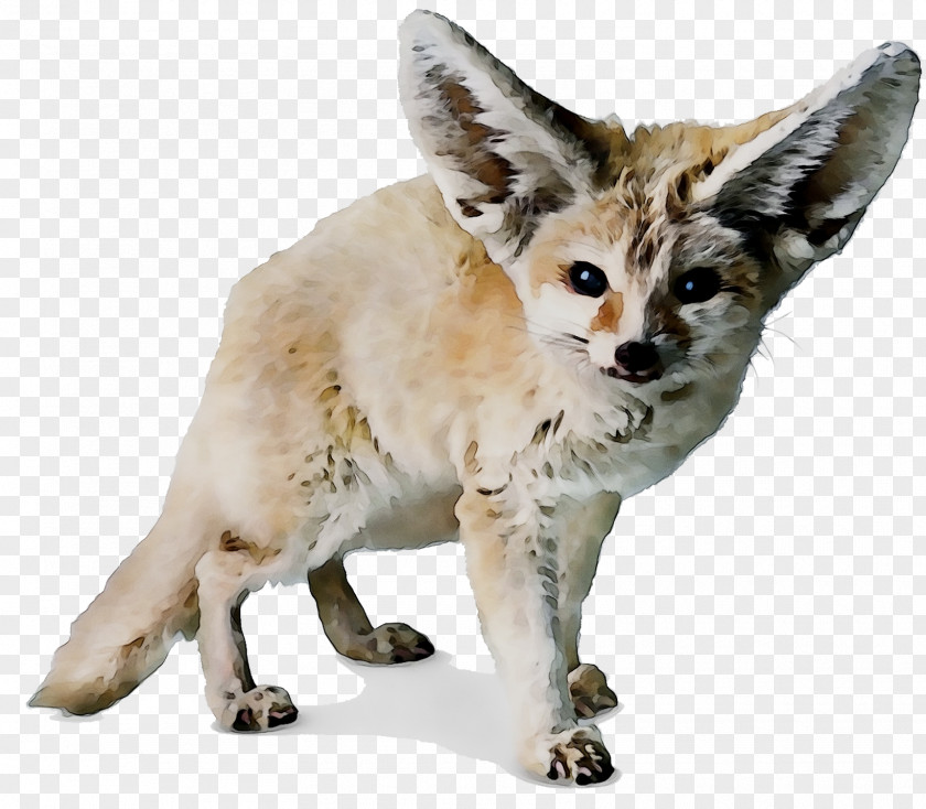 Red Fox Cat Soil Animal Rat PNG