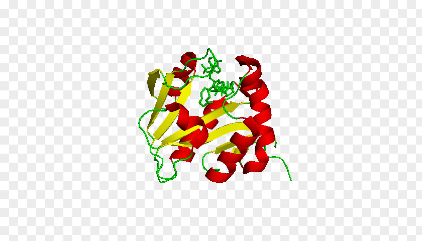 Aralkylamine N-acetyltransferase Choline Acetyltransferase Serotonin PNG