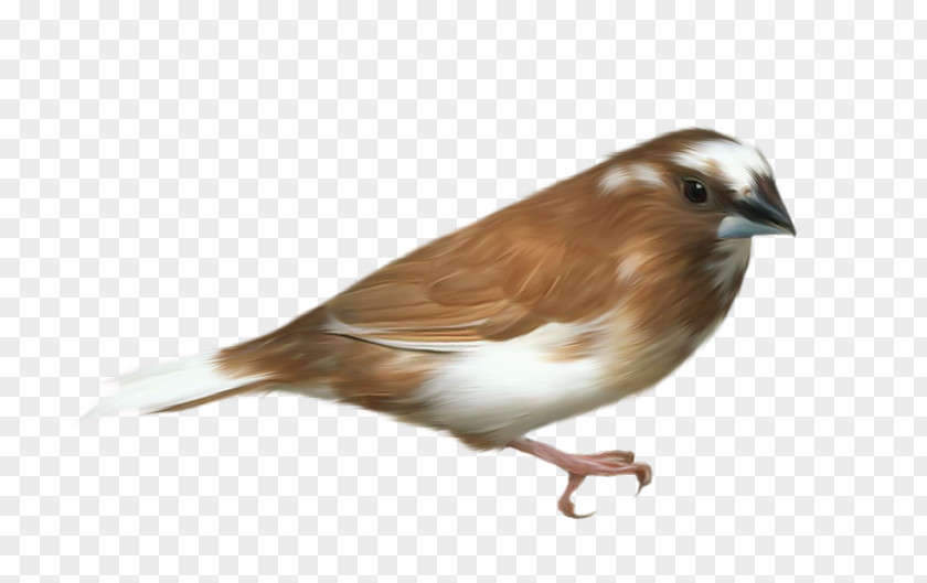 Bird Flight Clip Art PNG