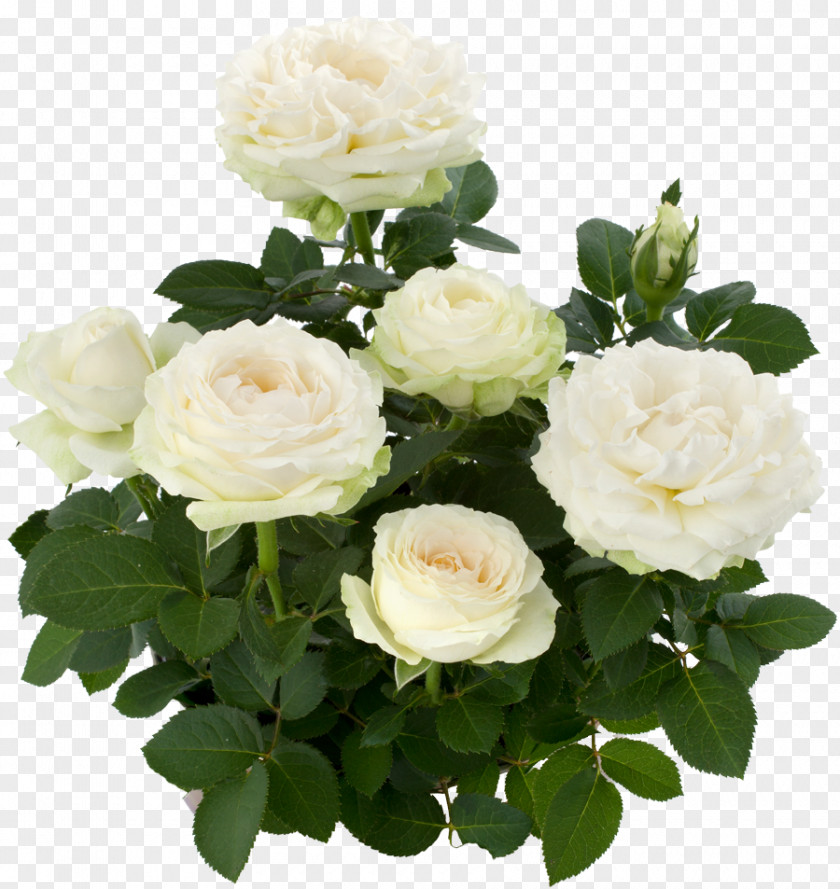 Flower Floribunda Garden Roses Centifolia Memorial Rose Rosa Pimpinellifolia PNG