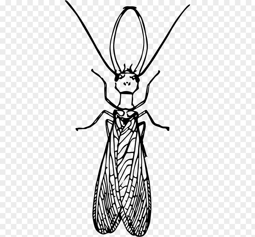 Insect Dobsonflies Drawing Clip Art PNG