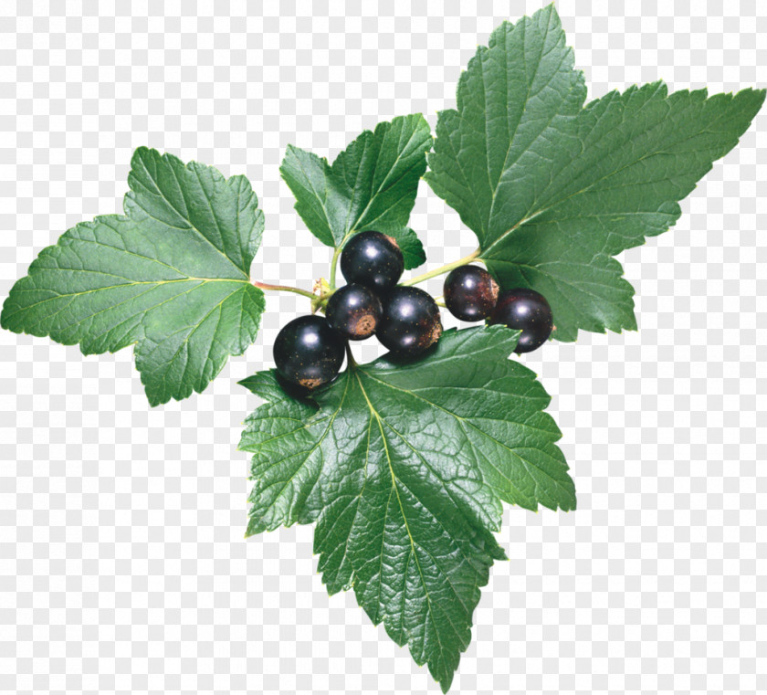 Pepermint Blackcurrant Redcurrant Leaf Berry Borage PNG