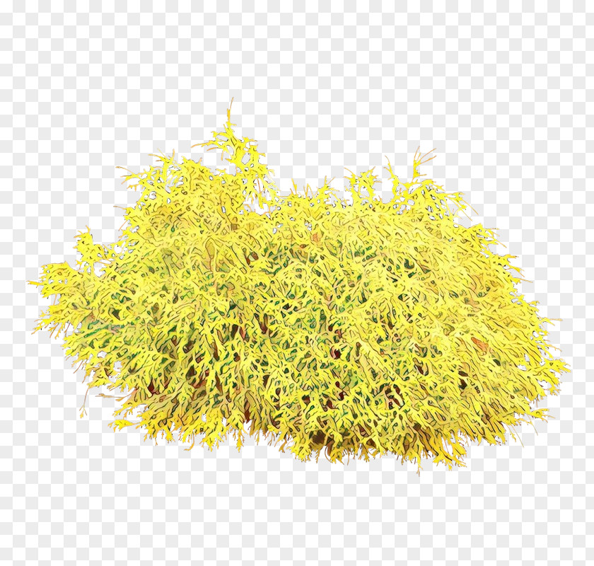 Perennial Plant Forsythia Yellow Grass Flower Tree PNG