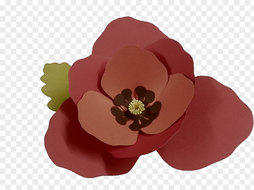 Poppy Family Fashion Accessory Petal Red Flower Pink Plant PNG