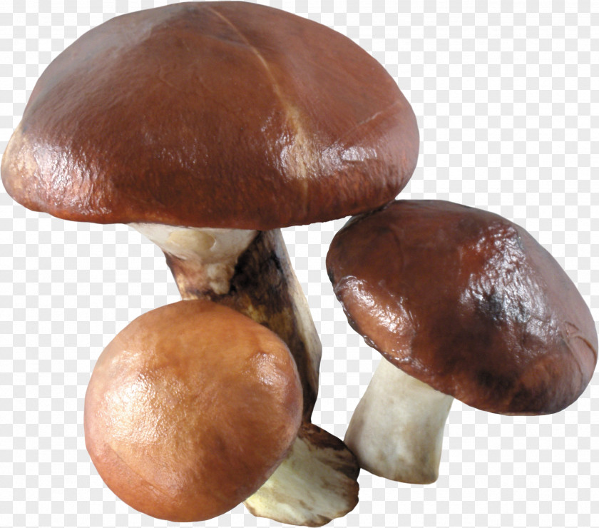 Mushroom Image Chanterelle Edible Common PNG