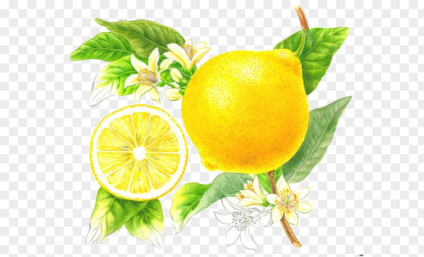 Small Fresh Creative Hand-painted Lemon FIG. Sunscreen Lotion Cosmetics Botanical Illustration Skin Whitening PNG