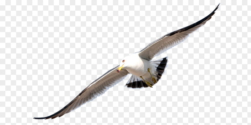 Bird Gulls Flight Clip Art PNG