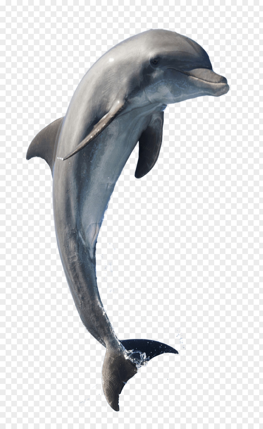 Dolphin Common Bottlenose Short-beaked Rough-toothed Tucuxi Wholphin PNG
