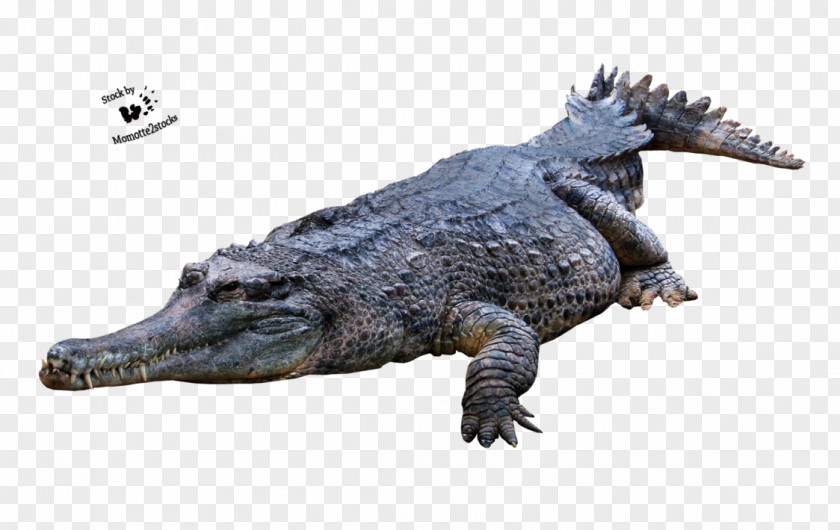 Crocodile Picture Crocodiles American Alligator PNG