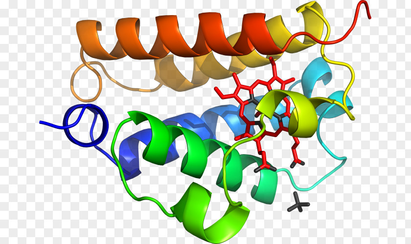 Deoxygenated Hemoglobin Molecule Clip Art Organism Human Behavior Product Graphic Design PNG
