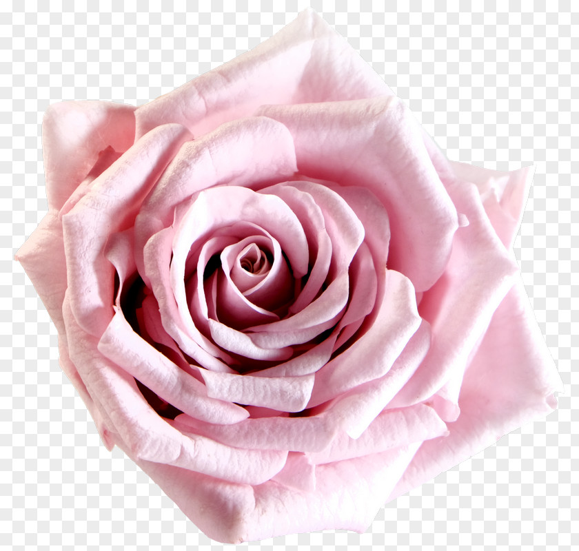 Gift Garden Roses Cabbage Rose Pink Cut Flowers Flower Bouquet PNG