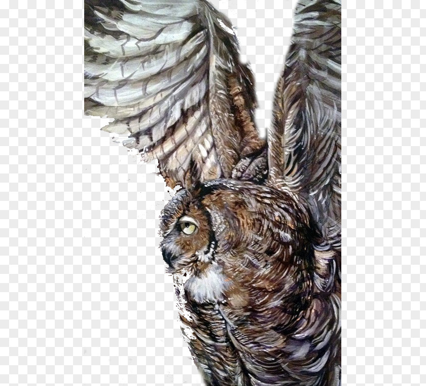 Owl Wings Illustrator PNG