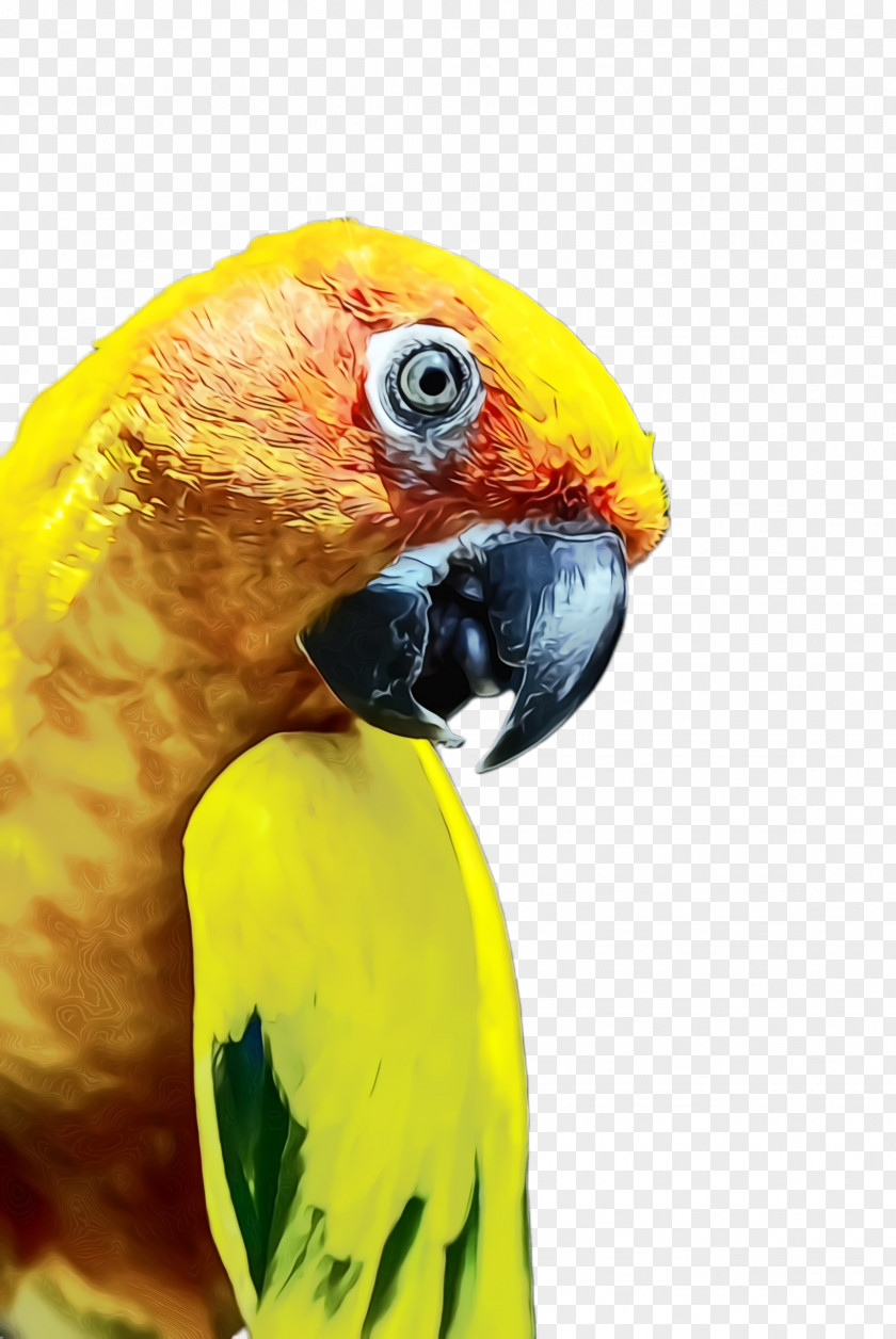 Perico Closeup Colorful Background PNG