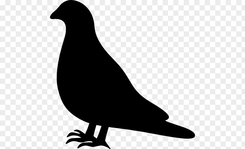 Pigeon Labrador Retriever Columbidae Bird Rock Dove Clip Art PNG