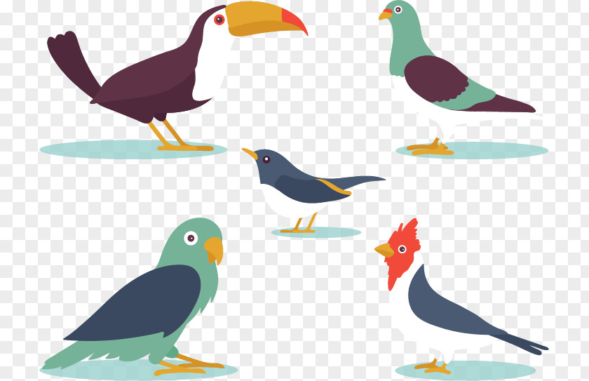 5 Cartoon Bird Design Euclidean Vector Flat PNG