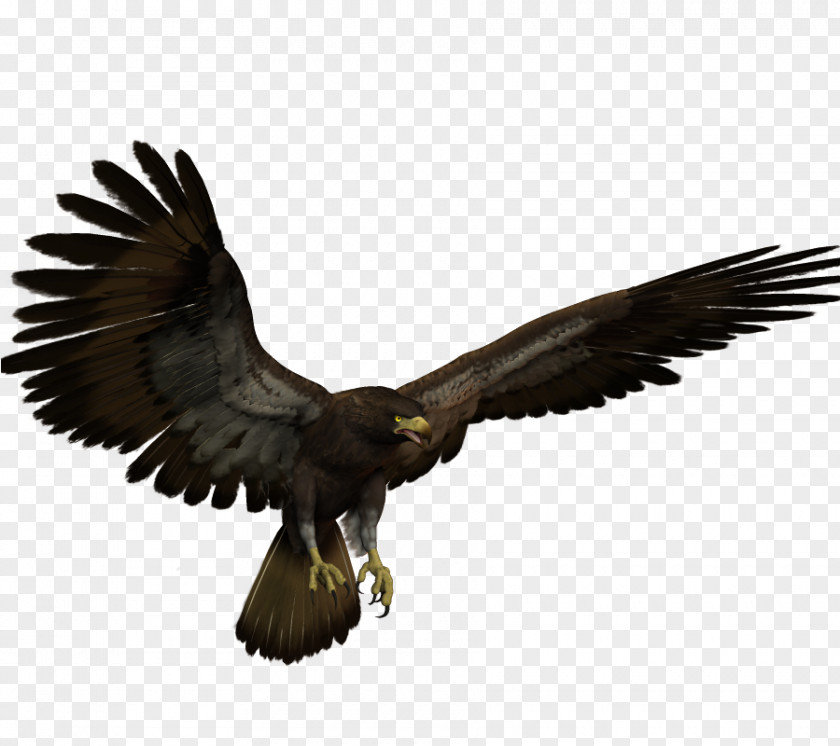 Eagle Bald Hawk Buzzard PNG