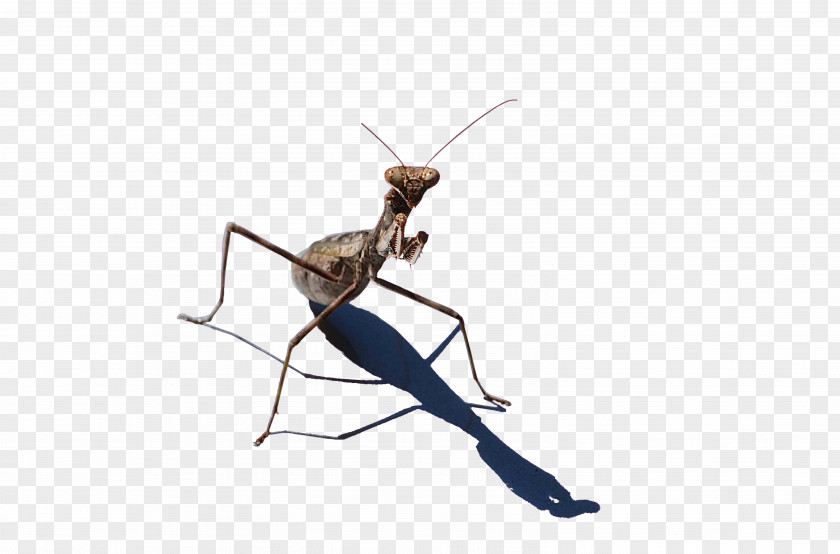 Insect Mantis PNG