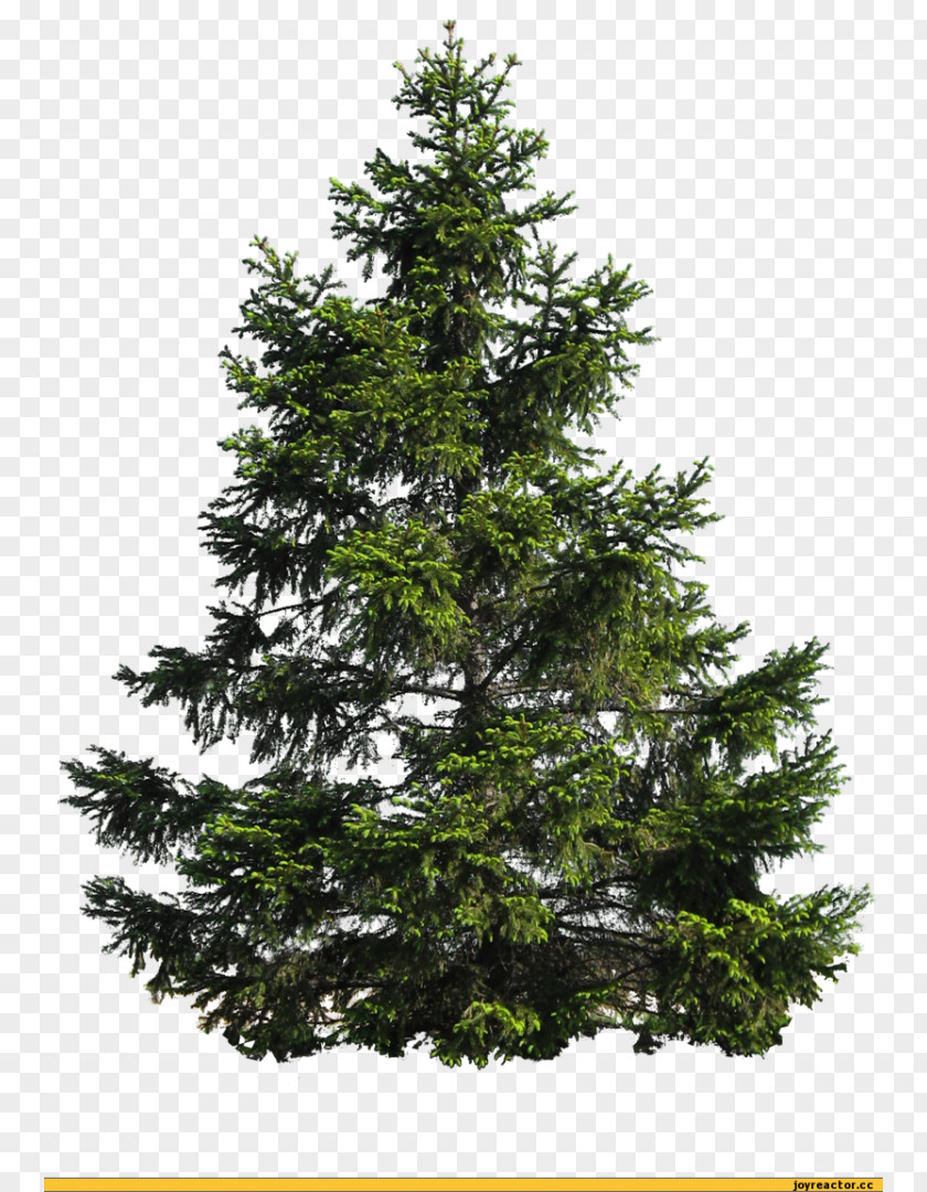 Pine Scots Tree Clip Art PNG