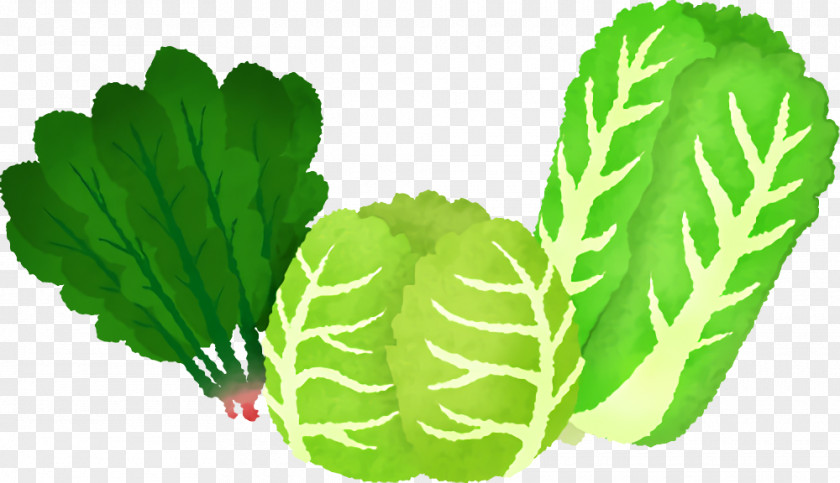 Spring Greens Collard Cabbage Leaf Herb PNG