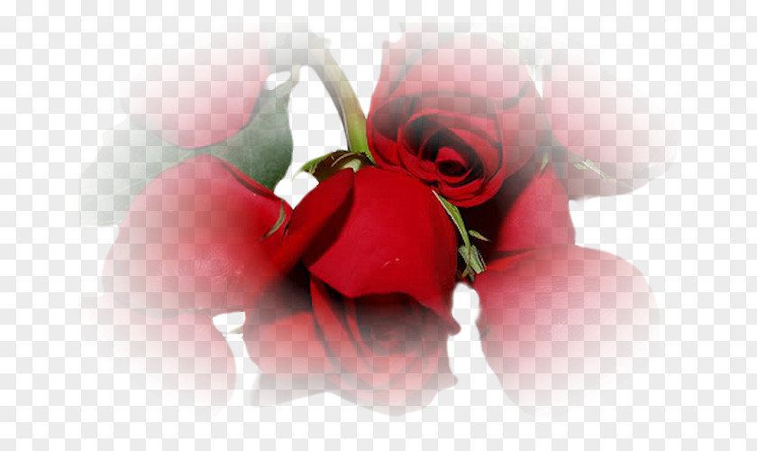 Valentines Day Garden Roses Valentine's Love Desktop Wallpaper PNG