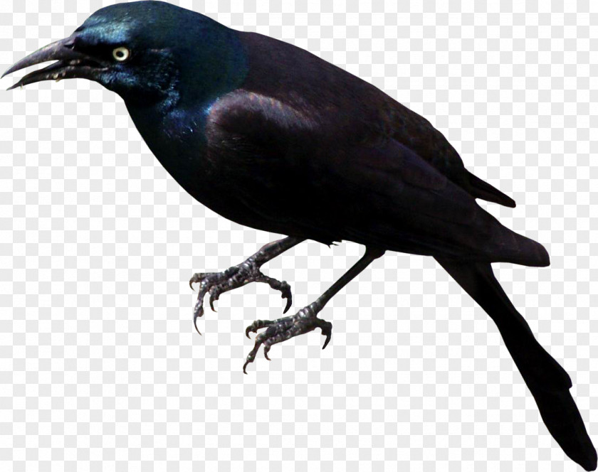 Chinese Painting Raven Bird Rook American Crow New Caledonian Common PNG