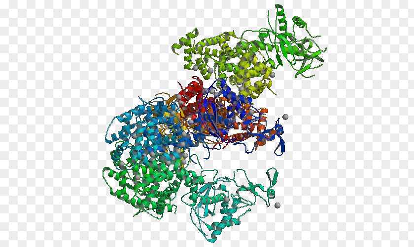 Giardia Dicer Ribonuclease Lamblia Small Interfering RNA Hydrolase PNG