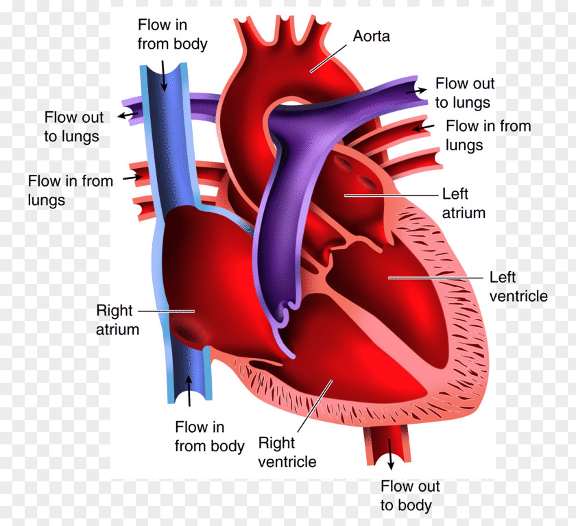 Heart Anatomy Of The Diagram Drawing PNG