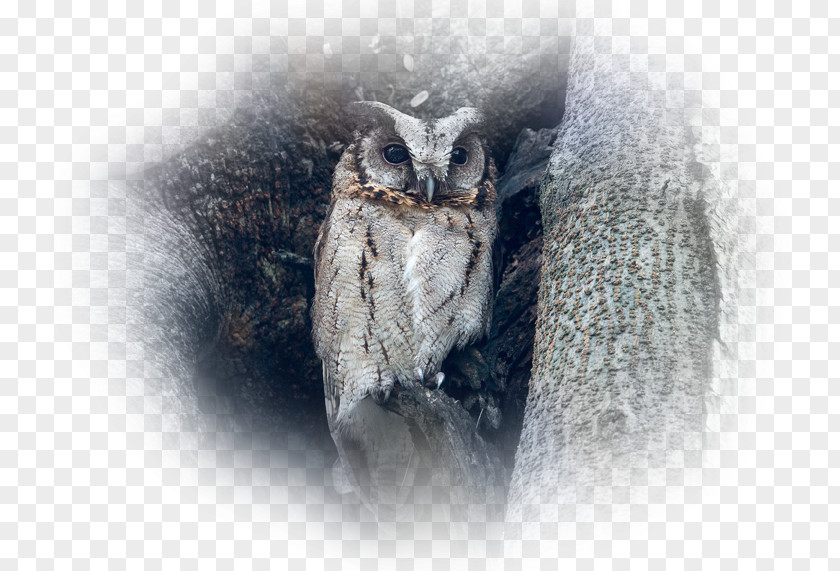 Owl Desktop Wallpaper Computer Environment PNG