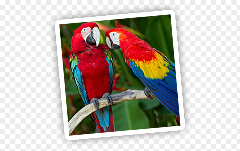 Parrot Bird Red-and-green Macaw Scarlet PNG