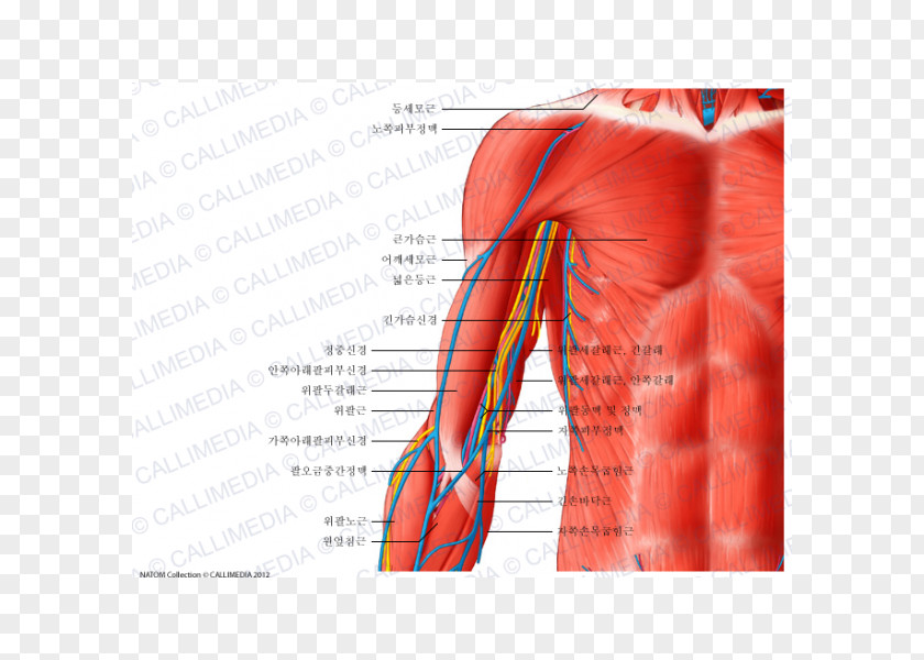 Arm Nerve Blood Vessel Human Body Anatomy PNG