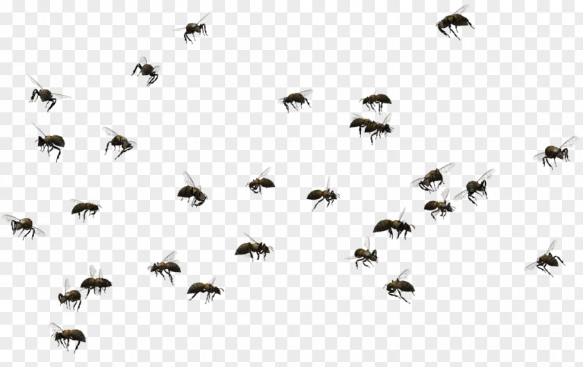 Bees Honey Bee Swarming Insect Clip Art PNG