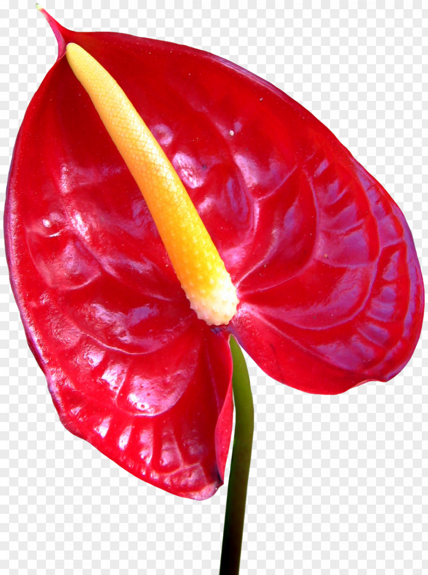 Callalily Red Photography Flower Clip Art PNG