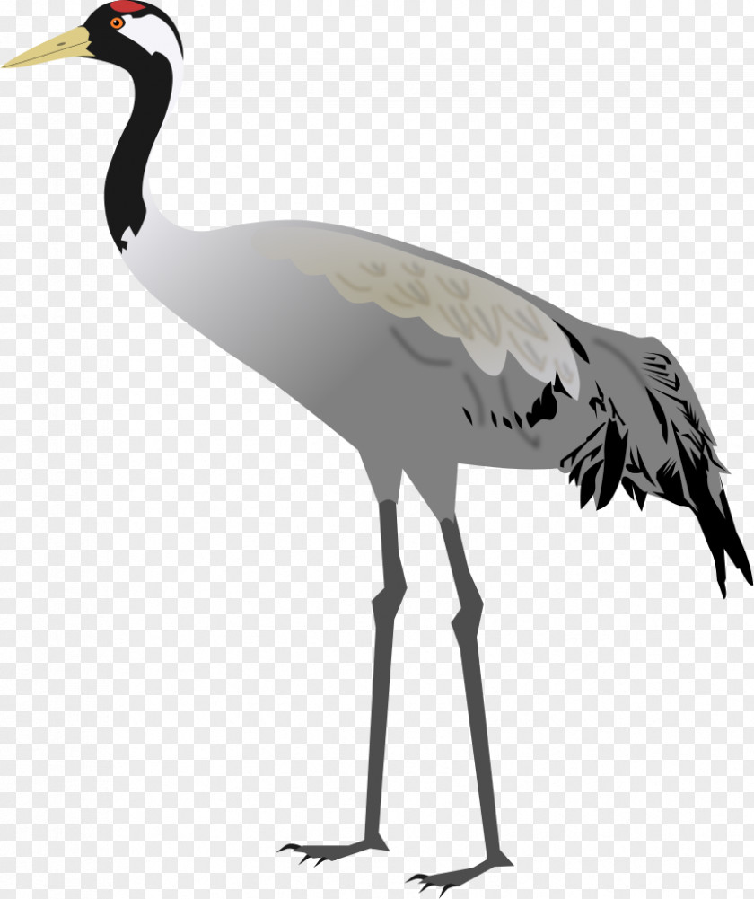 CRANE BIRD Sandhill Crane Bird Stork PNG