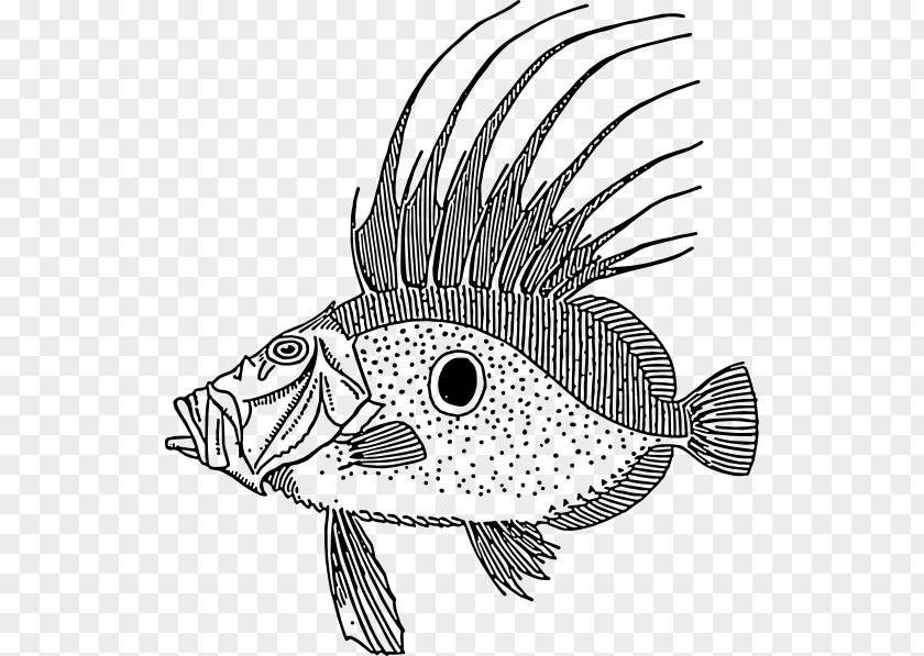 Dory Fish Line Art Clip PNG