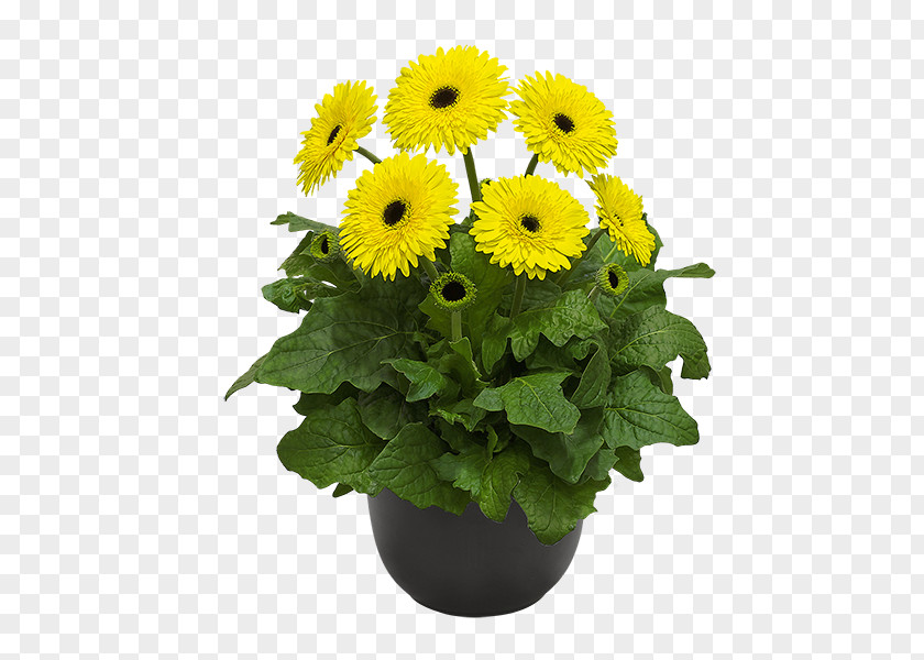 Gerbera Cut Flowers Daisy Family Jamesonii Plant PNG