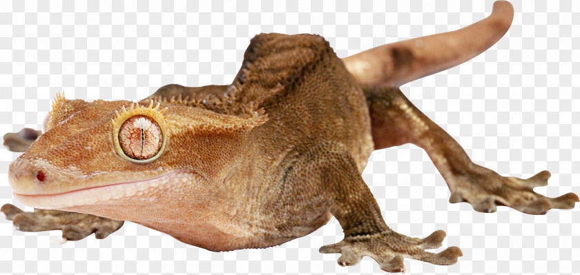 Lizard Reptile PNG