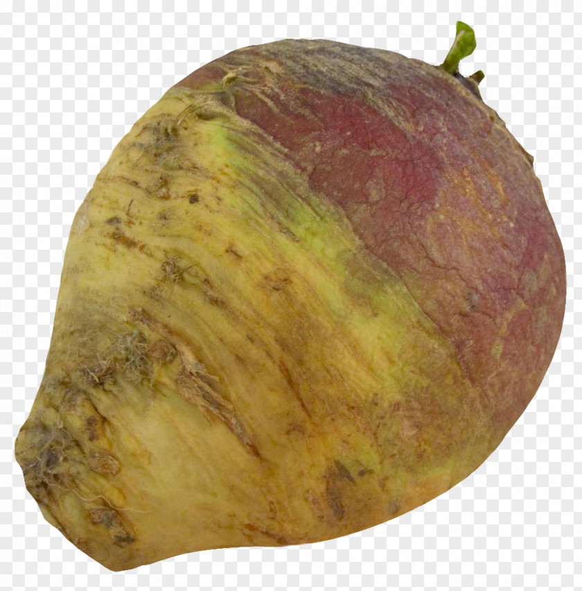 Turnip Rutabaga Root Red Cabbage Radish PNG