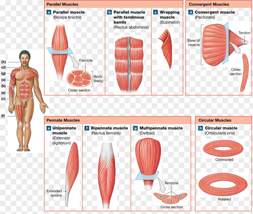 Anatomy Muscle Fascicle Human Body Pennate PNG