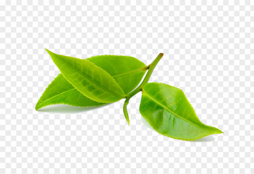 Camphor Aloe Vera Coffee Green Tea Bud PNG