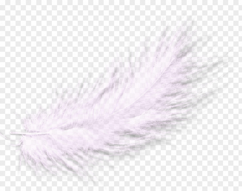 Feather Material Free To Pull PNG