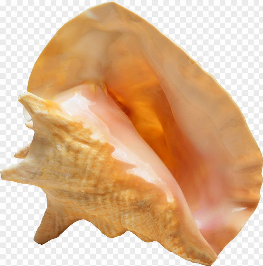 Seashell Raster Graphics Clip Art PNG