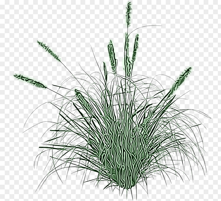 Chrysopogon Zizanioides Sweet Grass Plant Elymus Repens Flowering Family PNG